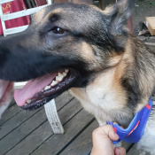 Kai, a Brown, Black, Tan German Shepherd Dog