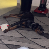 Roxie, a Black, Brown Doberman Pinscher Dog