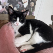 Figero, a Black, White Domestic Shorthair Cat