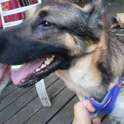 {petName}, a Brown, Black, Tan German Shepherd Dog