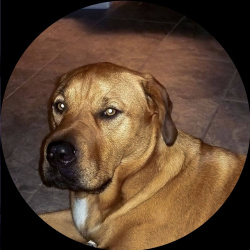 {petName}, a Tan, Brown TERRIER MIX Dog