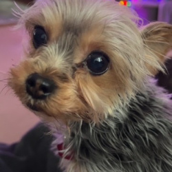 {petName}, a Light-silver, Tan, Dark-grey Yorkshire Terrier Dog