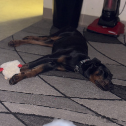 {petName}, a Black, Brown Doberman Pinscher Dog