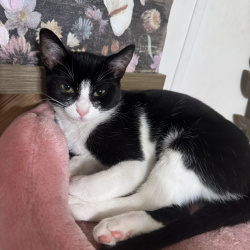 {petName}, a Black, White Domestic Shorthair Cat