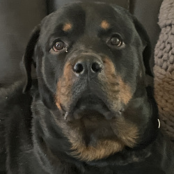 {petName}, a Black, Brown Rottweiler Dog
