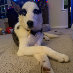{petName}, a Brown, Black, White, Grey Siberian Husky Mix Dog